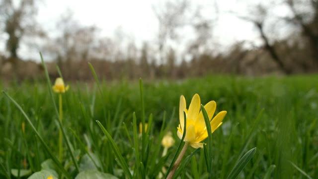Le printemps dans le sous-bois