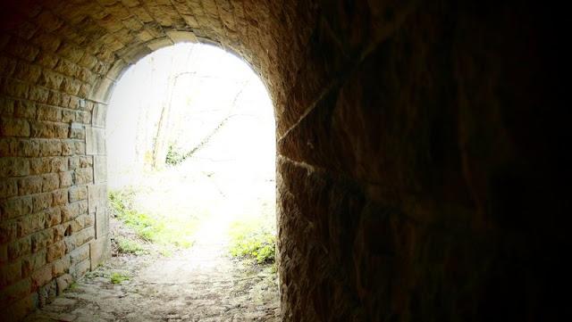 Le printemps dans le sous-bois