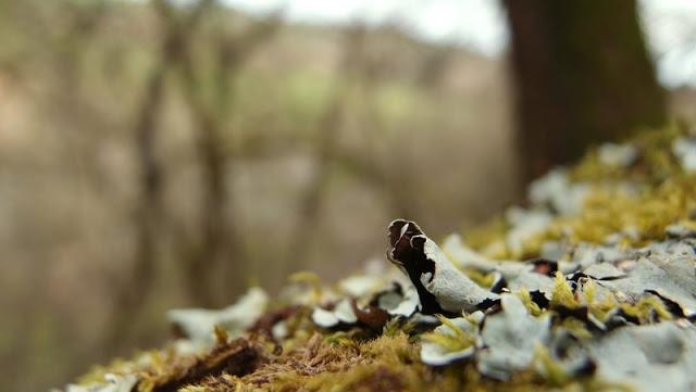 Le printemps dans le sous-bois