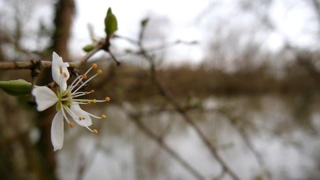 Le printemps dans le sous-bois