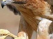 contre-histoire construction européenne avec François Asselineau