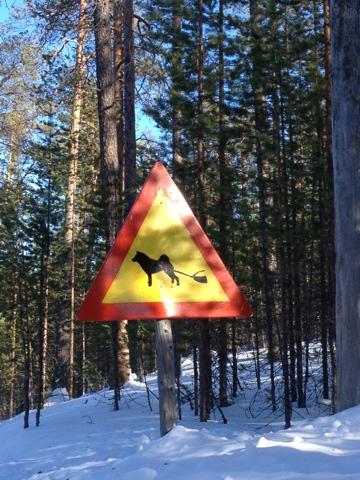 Le réveil du printemps, 2ème étape: au cœur de la taïga!
