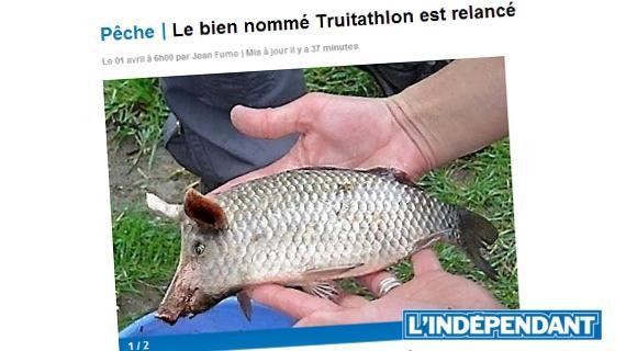 Un poisson mi-truie mi-truite, imaginé par 