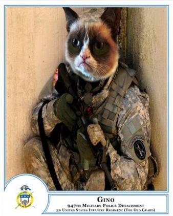 A l'occasion du 1er avril 2013, l'armée américaine a indiqué vouloir enrôler des chats dans ses rangs. 