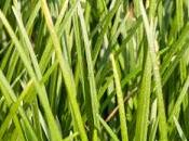 L'huile souchet, super hydratante