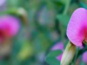 jardin avril qu’il faut faire mois