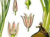 Chinois cultivaient plantes