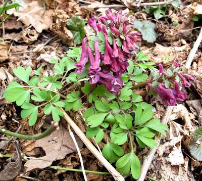 Floraisons en forêt (4) : Corydale, Cornouiller et Joli-bois