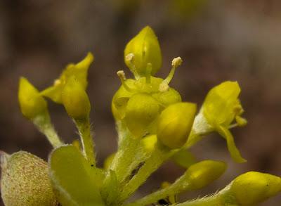 Floraisons en forêt (4) : Corydale, Cornouiller et Joli-bois