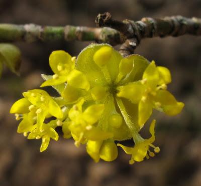 Floraisons en forêt (4) : Corydale, Cornouiller et Joli-bois