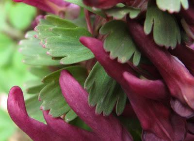 Floraisons en forêt (4) : Corydale, Cornouiller et Joli-bois