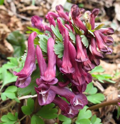 Floraisons en forêt (4) : Corydale, Cornouiller et Joli-bois