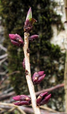 Floraisons en forêt (4) : Corydale, Cornouiller et Joli-bois