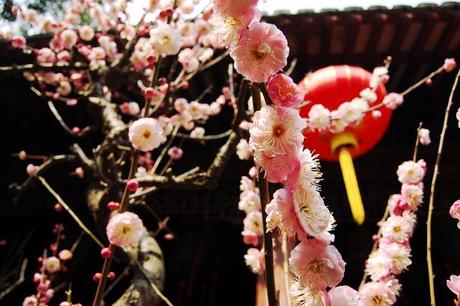 yu garden-shanghai-chine-vieille ville chinoise-fleurs-cerisiers-roses-jardin-zen
