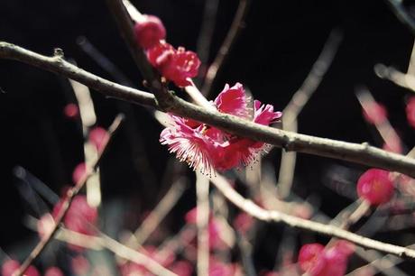 yu garden-shanghai-chine-vieille ville chinoise-fleurs-cerisiers-roses-jardin-zen