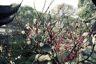 yu garden-shanghai-chine-vieille ville chinoise-fleurs-cerisiers-roses-jardin-zen