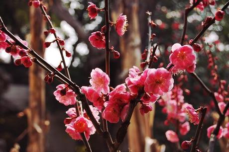 yu garden-shanghai-chine-vieille ville chinoise-fleurs-cerisiers-roses-jardin-zen