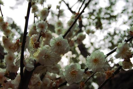 yu garden-shanghai-chine-vieille ville chinoise-fleurs-cerisiers-roses-jardin-zen
