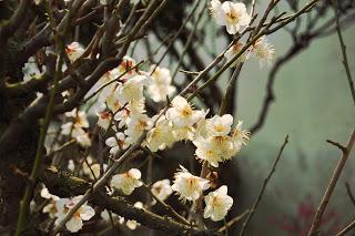 yu garden-shanghai-chine-vieille ville chinoise-fleurs-cerisiers-roses-jardin-zen