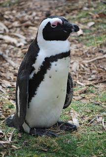Tortue pingouin