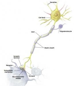 SCLÉROSE latérale amyotrophique: Découverte d'une nouvelle cible thérapeutique – Nature Neuroscience