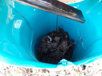 Planter des pommes de terre : 2 astuces