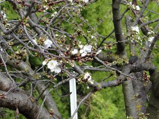 Tiens ? C'est le printemps...