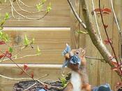 Elle emmagasine dans bajoues