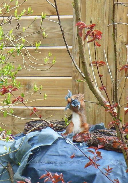 Elle emmagasine dans les bajoues