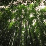 Bamboo Forest 03