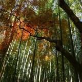 Bamboo Forest 05