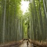Bamboo Forest 06