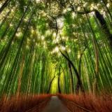 Bamboo Forest 01
