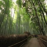 Bamboo Forest 02