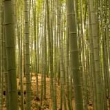 Bamboo Forest 07