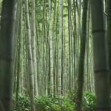 Bamboo Forest 04