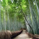 Bamboo Forest 08