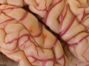 Mozilla s’associe Samsung pour moteur rendu Servo