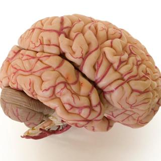 brain