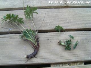 Bouturer le géranium Vivace