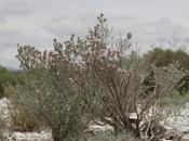 diversité génétique augmente capacités d'adaptation