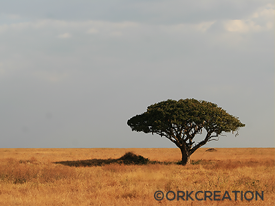 Orkcreation – La nouvelle photo est un Safari