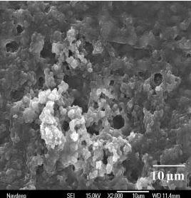 BIOTECHS vs Intoxications alimentaires: Des nanoparticules dévoreuses de Listeria  – Nature Scientific Reports