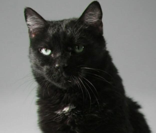  photo dual_zps5a745039.jpg