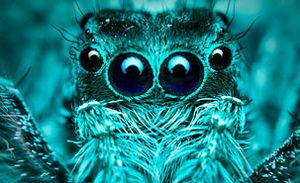 Les propriétés des fils d'araignées enfin égalées artificiellement