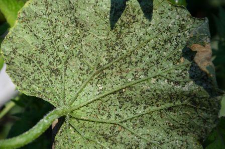 Une colonie de pucerons sur une feuille de courgette