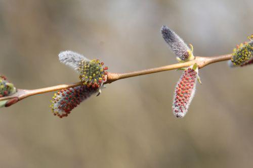 4 salix purpurea 3 avril 2013 014.jpg