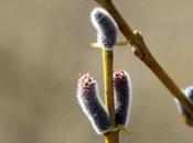 Salix