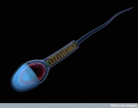 La différenciation des cellules souches germinales en spermatozoïdes (processus appelé spermatogenèse) se déroule en approximativement 74 jours. Ainsi, les gamètes mâles disponibles au début du printemps ont donc commencé à être fabriqués durant l'hiver.