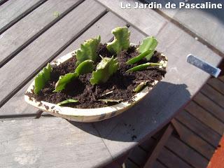 Shlumbergera oublié...mais bouturé !